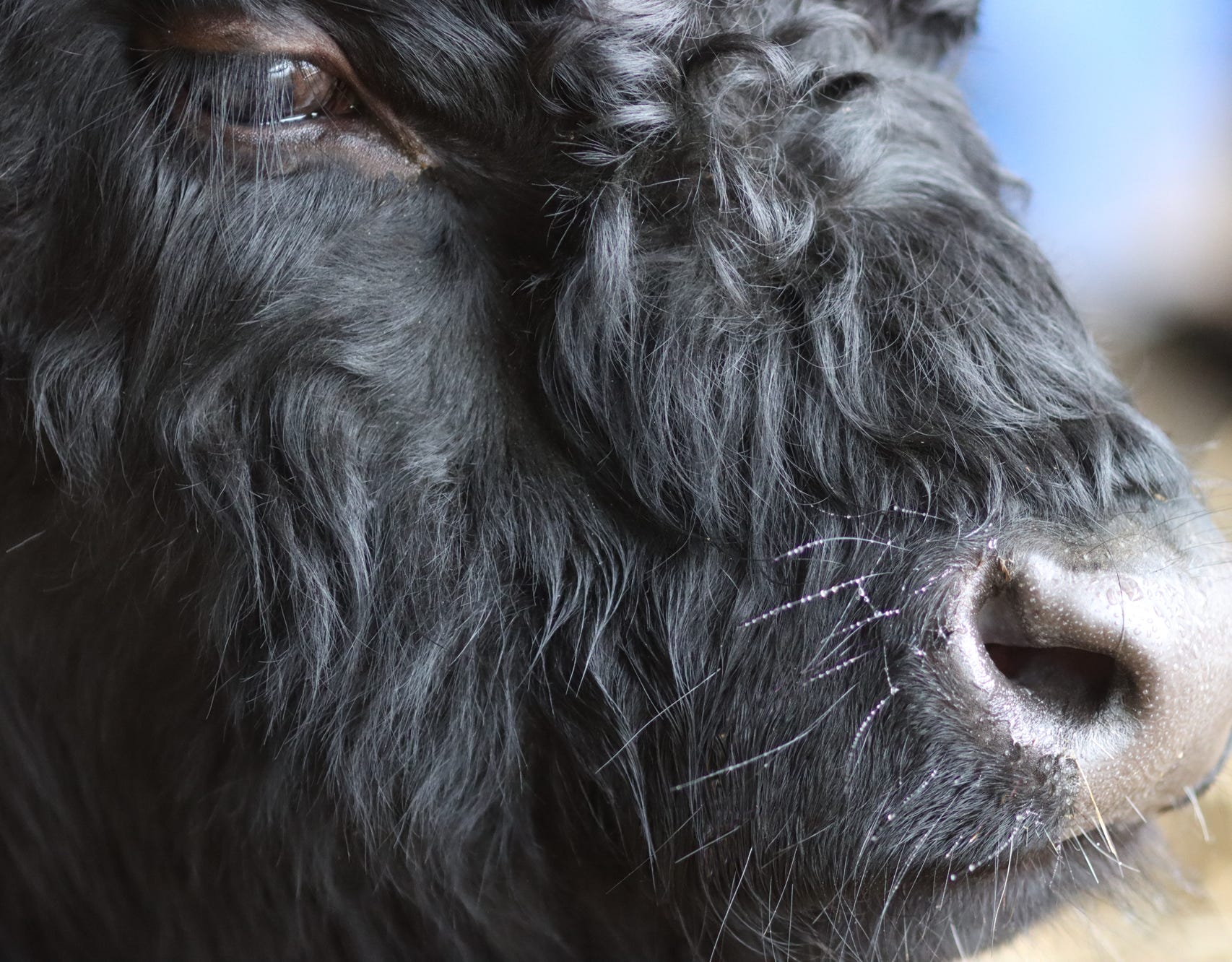Close-Up Shot of a Galloway Cow